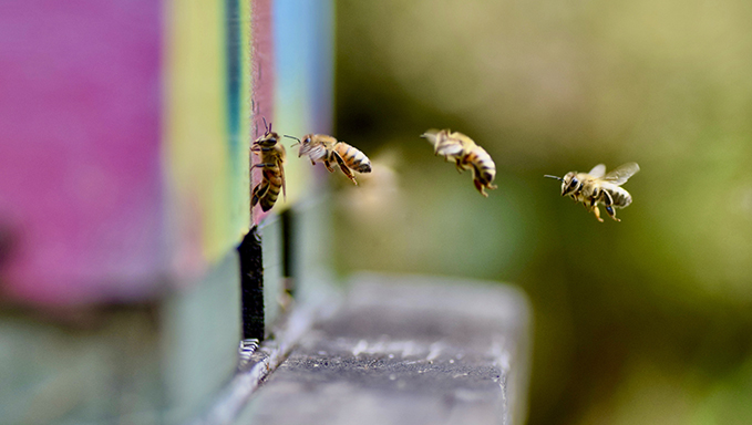 l'artisan honey bees