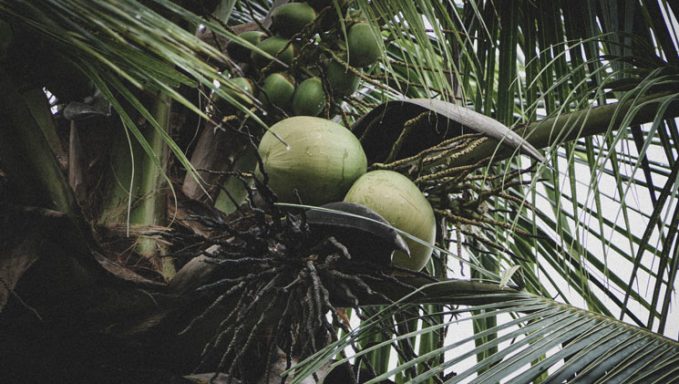 coconut ethos